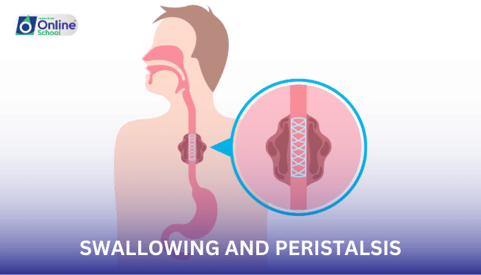 Lesson 02: Swallowing and Peristalsis